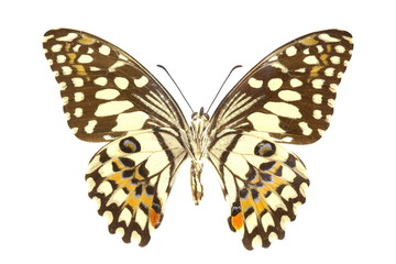 Fototapeta premium colorful butterfly isolated on white