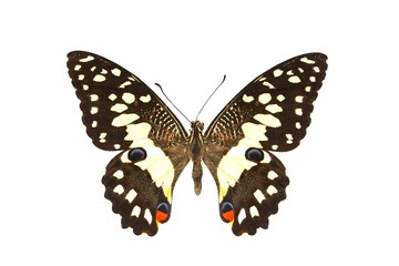 Fototapeta premium colorful butterfly isolated on white