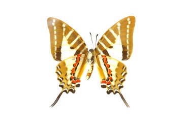 Fototapeta premium colorful butterfly isolated on white