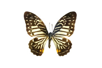 colorful butterfly isolated on white