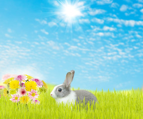 Fototapeta premium cute rabbit and beauty flower spring season background