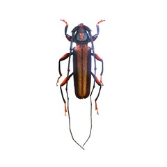 beetle isolated on white background