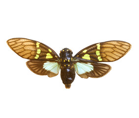 colorful cicada isolated on white background