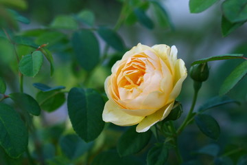 close up rose in garden