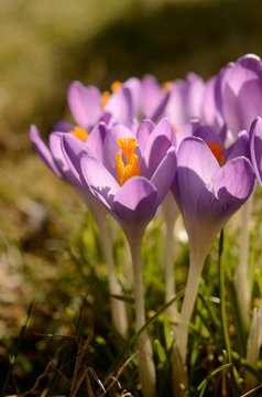 Spring time