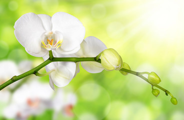 White orchid on green natural background