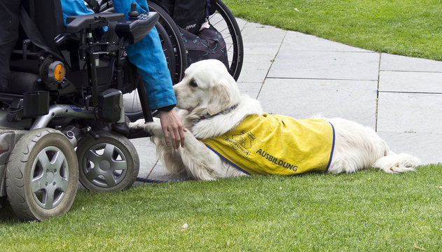 Hur anmäler man en skada orsakad av sin hund?