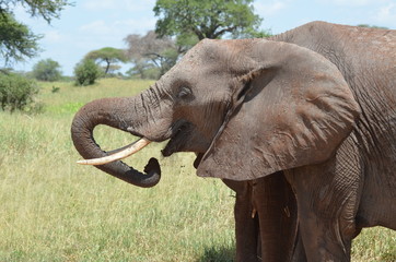 elefante femmina