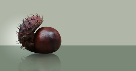 Walnut chestnut lying on the glass table.