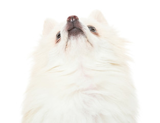 Pomeranian dog looking upwards
