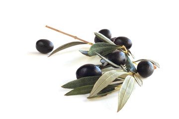 Black olives on branch