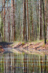 Pond in spring forest