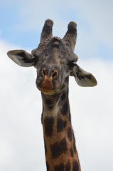 Obraz premium giraffa masai