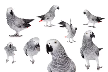 Wandcirkels aluminium African Grey Parrot, isolated on white background © Farinoza