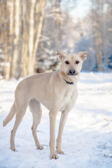 Mixed breed dog on the snow