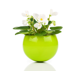 white Saintpaulia flowers in green flowerpot