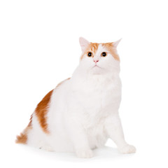 Ginger mixed breed cat on white