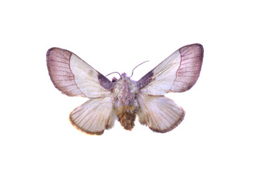 colorful butterfly isolated on white