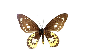 Obraz na płótnie Canvas colorful butterfly isolated on white