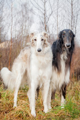Fototapeta premium Borzoi dog portrait on dry grass background
