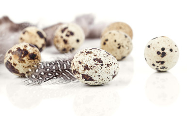 Obraz premium quail eggs with feather on white background