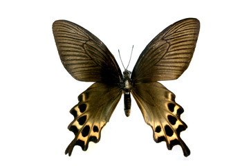 colorful butterfly isolated on white