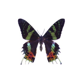 colorful butterfly isolated on white