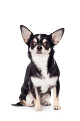 Chihuahua, 2 years old, on the white background