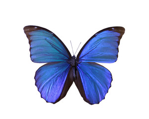 colorful butterfly isolated on white