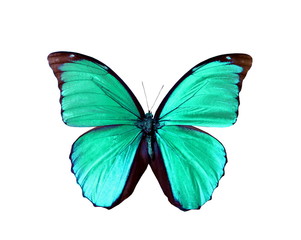Naklejka na ściany i meble colorful butterfly isolated on white