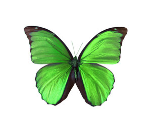 colorful butterfly isolated on white