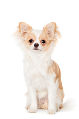 Chihuahua, 3 years old, on the white background
