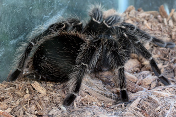 macro tarantula spider on the ground