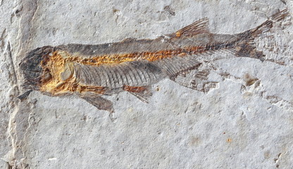 Fototapeta na wymiar close up fish fossil in stone