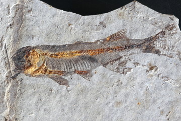 close up fish fossil in stone © Auttapon Moonsawad