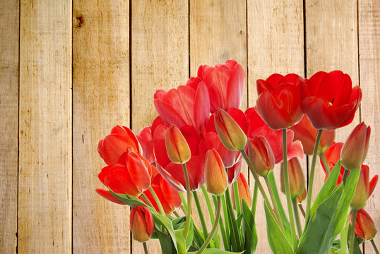 Beautiful garden fresh red tulips on wooden  background