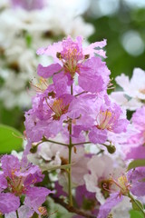 Fototapeta premium close up pink purple blossom flower
