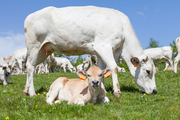 Obraz na płótnie Canvas Free calf on Italian Alps