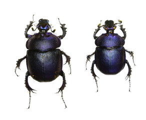 beetle isolated on white background