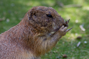 perrito de la pradera