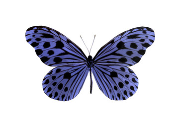 colorful butterfly isolated on white