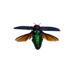 beetle isolated on white background