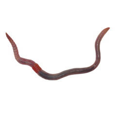earthworm, earth worm isolated on white