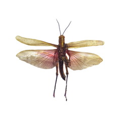 big grasshopper isolated on white background