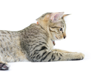 Cute tabby kitten isolated