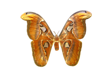Fototapeta premium colorful butterfly isolated on white