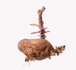 Fototapeta premium sprouted wrinkled potatoes isolated on white background