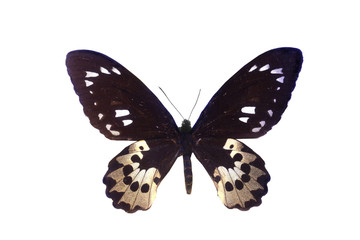 Obraz premium colorful butterfly isolated on white