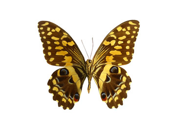 colorful butterfly isolated on white