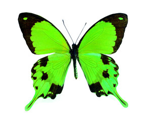 colorful butterfly isolated on white